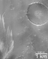 dk_mantle_sabaeus11105_i1.gif